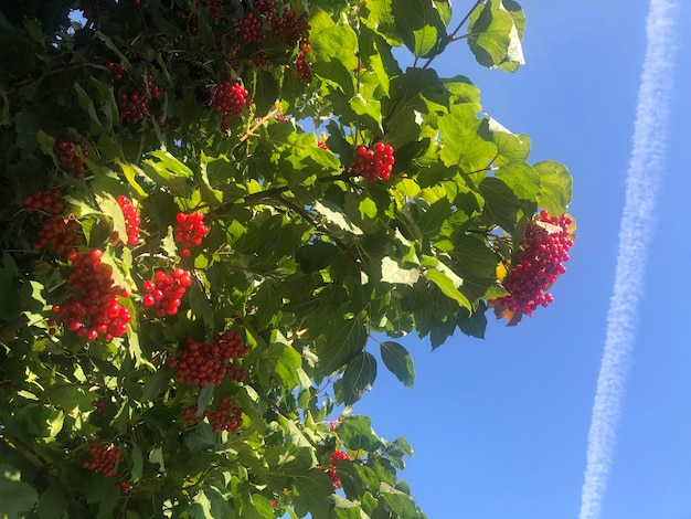 Red berries of Ukrainian viburnum in the blue sky