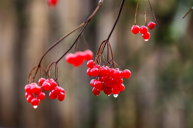 Red berries of viburnum on the branches in the garden Blurred autumn background