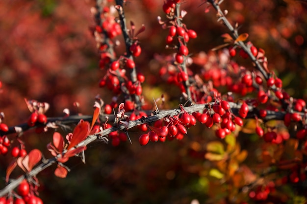 Red berries of viburnum on the branches 