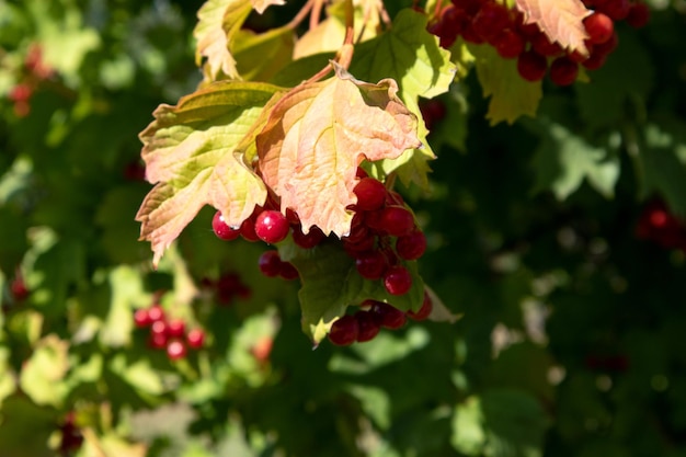 Red berries of viburnum on a bush in the forest Branch of red Viburnum in the garden