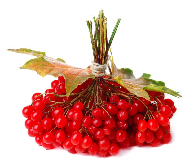 Red berries of viburnum isolated on white surface