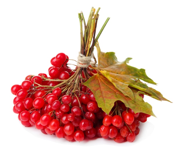 Red berries of viburnum isolated on white