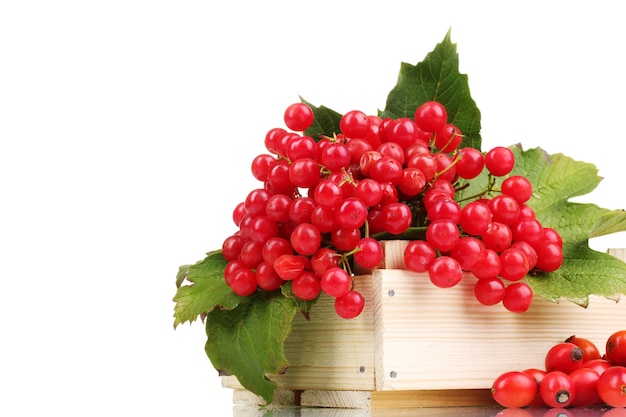 Red berries of viburnum in wooden box and briar isolated on white