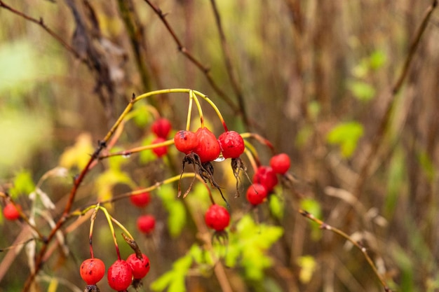 Red berries with red leaves rosehip in raindrops