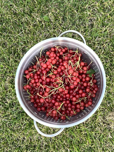 Red berry viburnum in a metallic pot standing on a grass