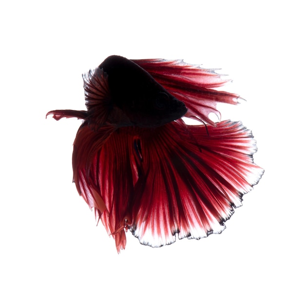 Red betta fish