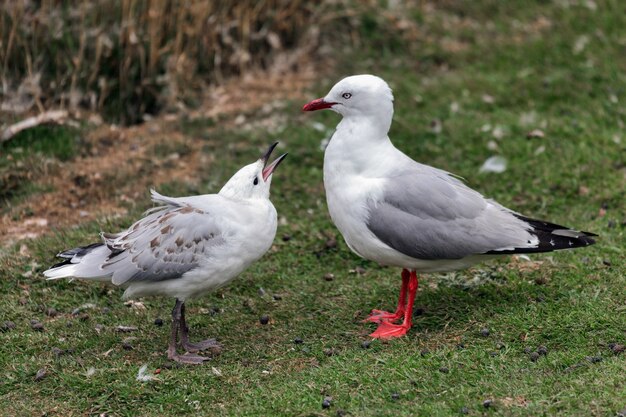 Red-billed Gull (Chroicocephalus scopulinus)