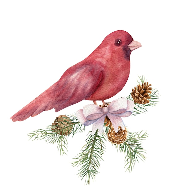 A red bird sits on a decorated spruce branch. Winter watercolor illustration