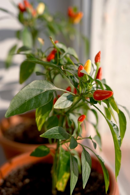 Photo red bitter small peppers grow on the windowsill of a city apartment closeup