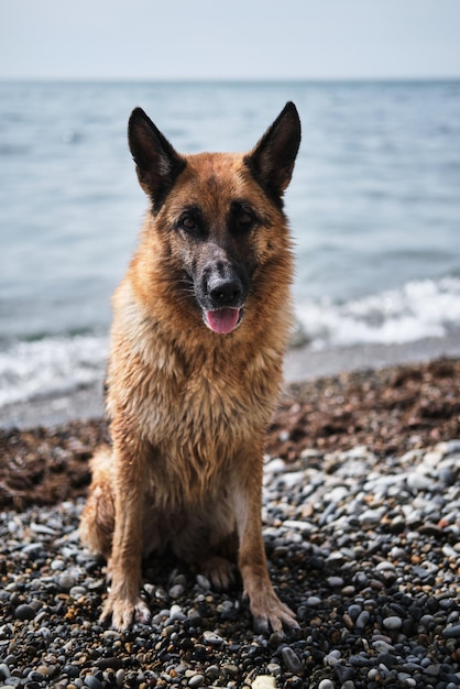 Red and black beautiful German Shepherd dog sits on pebble beach