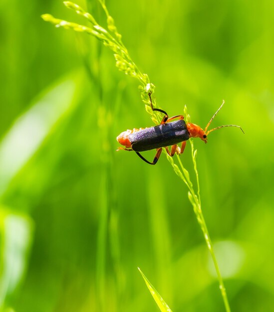 red and black beetle on a green leaf in summer