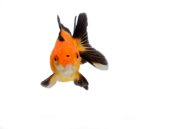 Red black oranda Fancy goldfish on white background