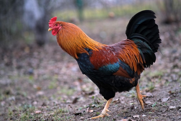 A red and black rooster walks in the garden rooster closeup