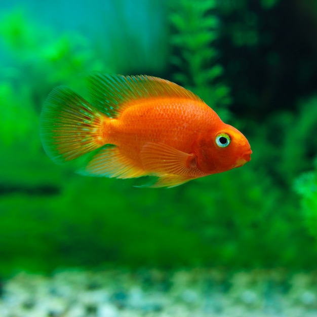 Photo red blood parrot cichlid fish in the aquarium