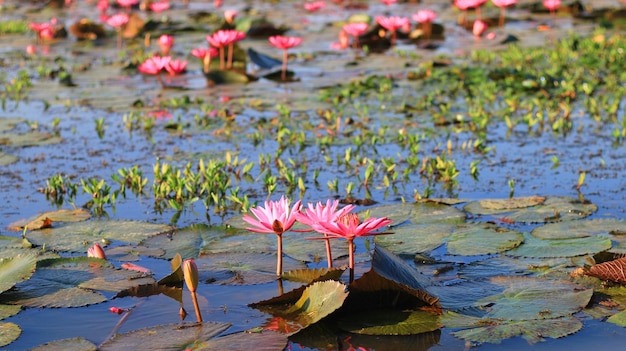 Red blooming lotus flower at Hoar, Sylhet, Bangladesh.