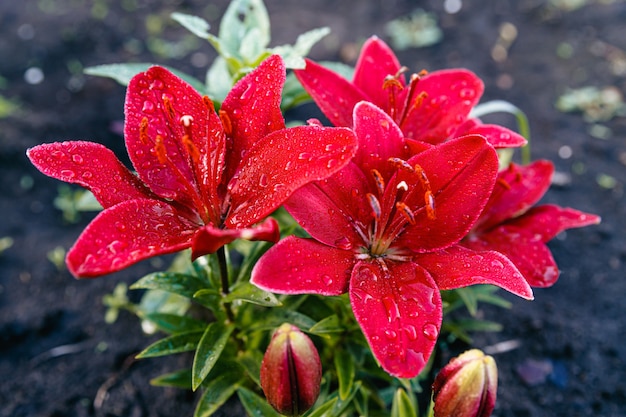 Red blossomed lilies with raindrops