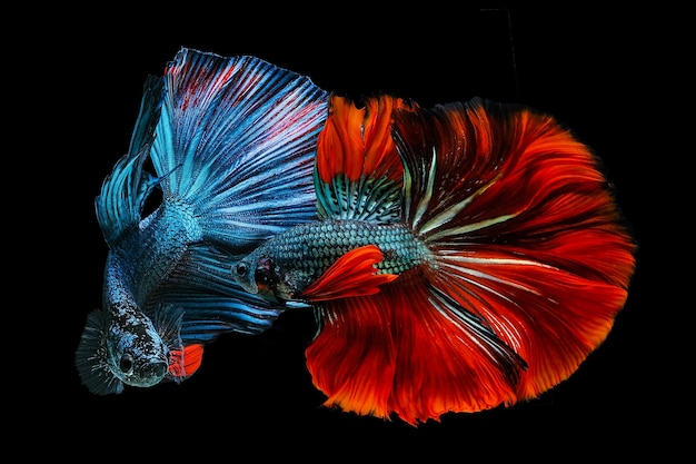 Red and blue betta fish Siamese fighting on a black background.