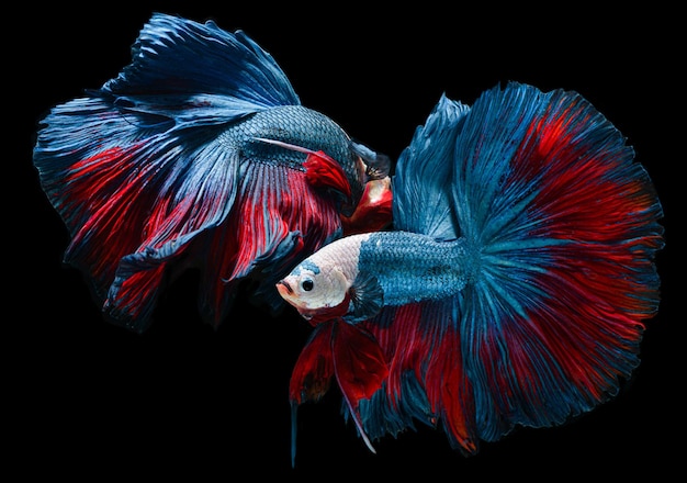 Red and blue Betta Saimese fighting fish  with flutter waver fins in black background.