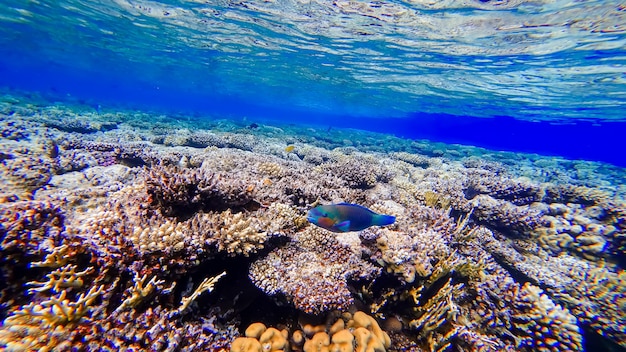 A red and blue fish swims near the coral at the bottom of the red sea