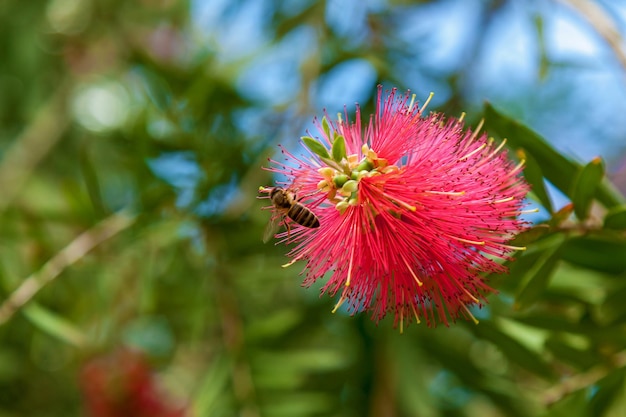 Red bottlebrush Callistemon flower