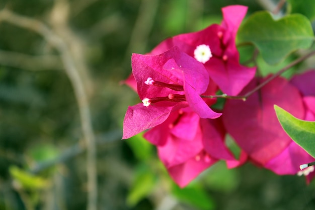 Red Bougainvillea Flowers close up Wild plant