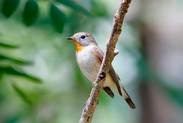 Red-breasted Flycatcher Taiga Flycatcher Ficedula parva