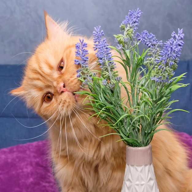 Red british cat sniffing flowers