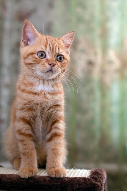 Red British kitten close-up. Vacation in the country...