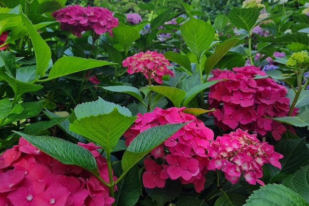 Red buds of flowering hydrangeas in the park in the summer