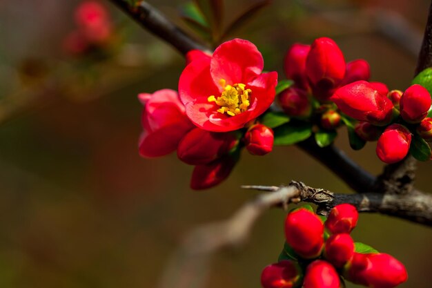 Red buds and flowers blossom