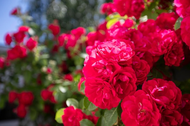 Red bush rose with flowers and leaves Summer floral background