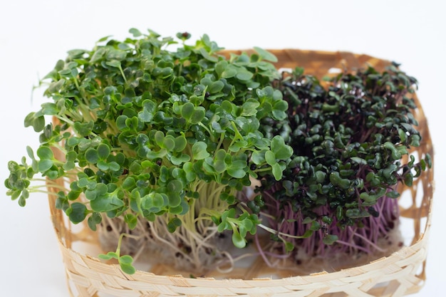 Red cabbage sprouts with kale sprouts on white background