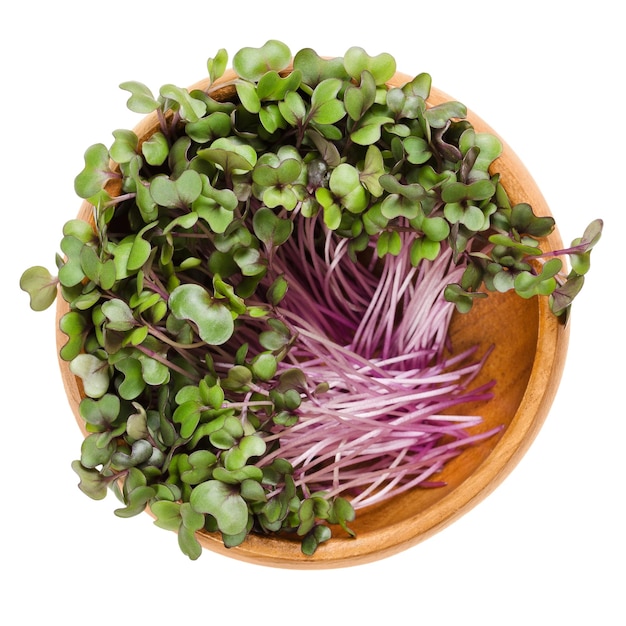 Red cabbage sprouts in wooden bowl