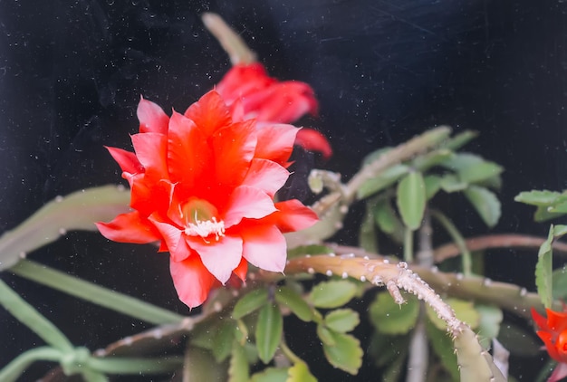 Red cactus flowers View through the greenhouse glass