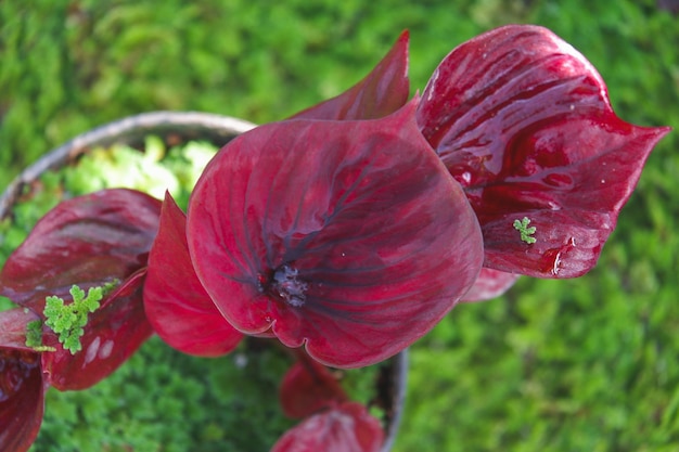 Red caladium hybrid leaf with vivid burgundy red color