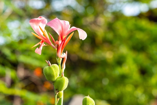 Red Canna lily flowers blooming with green leaves in a tropical garden outdoor