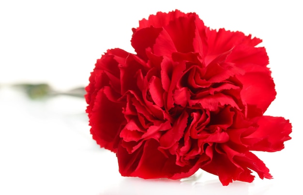 Red carnation isolated on white