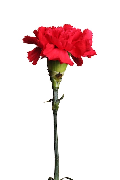 Photo red carnation isolated on white