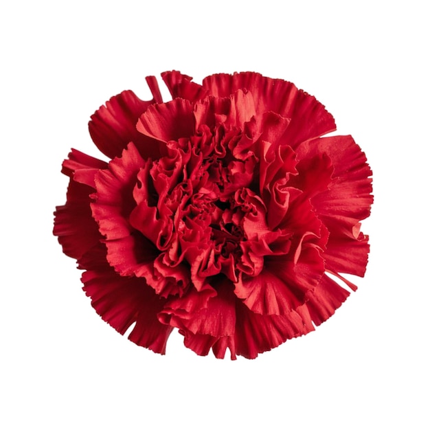 Photo red carnation with ruffled petals isolated on white background