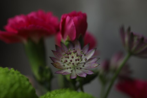 Red carnations in a bouquet of crooked plan