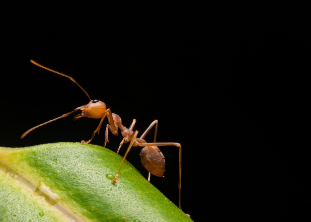 Red Carpenter Ant, Or Pyramid Ant On A Leaf