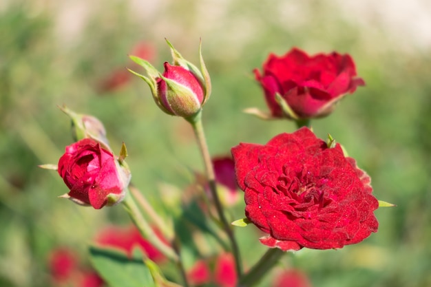 Red Cascade miniature rose bred