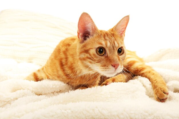 Red cat on blanket on fabric background