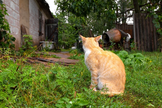 Red cat in the courtyard of the house in the village. Red cat walks summer outdoors