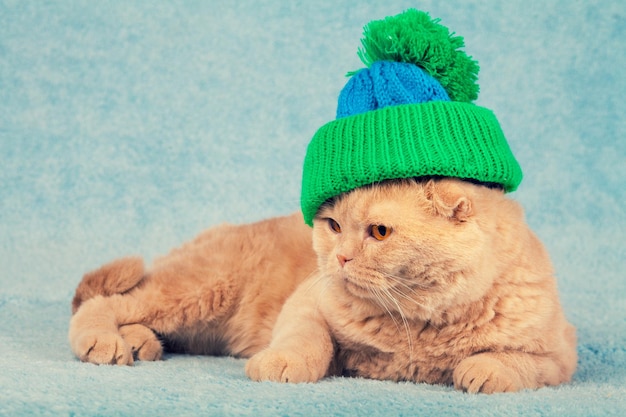 Red cat dressed in a knitted hat