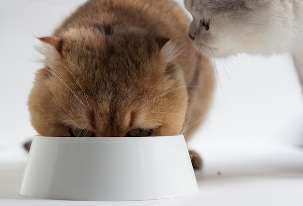 A red cat eats from a bowl, and a silver cat looks at him next.