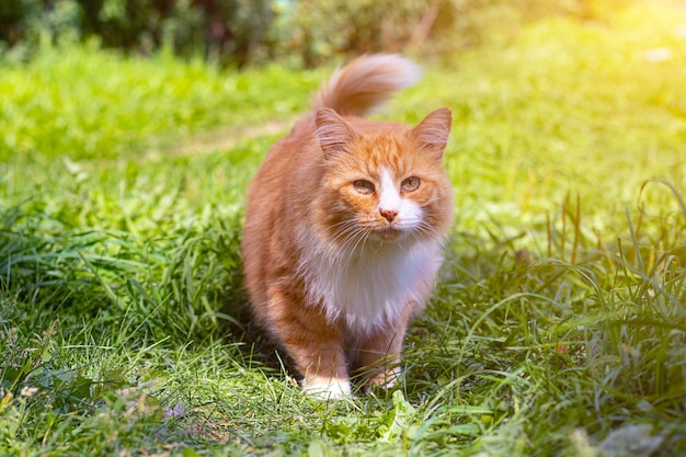 Red cat on the green grass