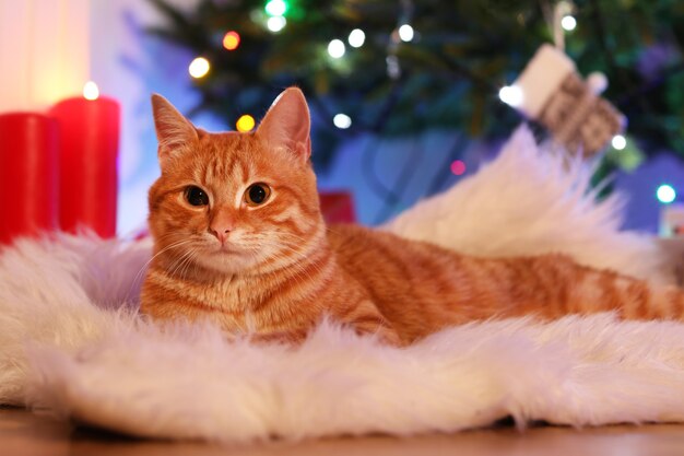 Red cat at home in Christmas time