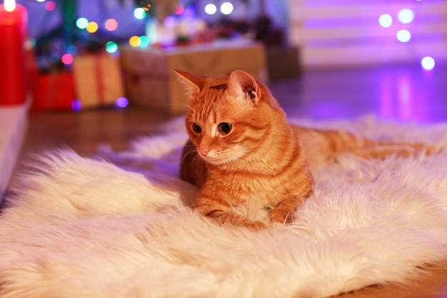 Red cat at home in Christmas time