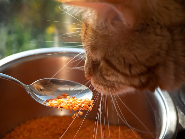 The red cat is interested in the new food red lentils .Copy space.